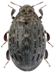 Byrrhus (Byrrhus) pilula pilula (Linnaeus, 1758)
