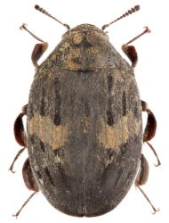 Byrrhus (Byrrhus) pustulatus pustulatus (Forster, 1771)