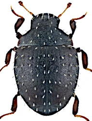 Chaetophora spinosa (P. Rossi, 1794)