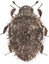 Curimopsis (Curimopsis) austriaca (Franz, 1967)