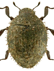 Curimopsis (Curimopsis) paleata (Erichson, 1846)