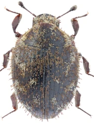 Curimopsis (Curimopsis) setigera (Illiger, 1798)