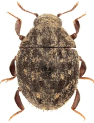 Curimus erichsoni (Reitter, 1881)