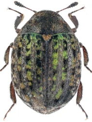 Cytilus sericeus (Forster, 1771)