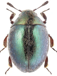 Lamprobyrrhulus nitidus (Schaller, 1783)