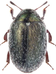 Morychus aeneus (Fabricius, 1775)