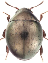 Pedilophorus auratus (Duftschmid, 1825)