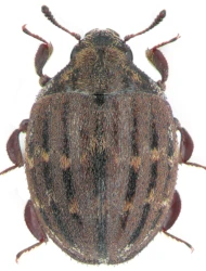 Porcinolus murinus murinus (Fabricius, 1794)