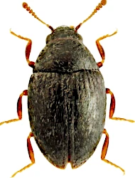 Simplocaria (Simplocaria) maculosa (Erichson, 1847)