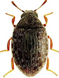 Simplocaria (Simplocaria) metallica (Sturm, 1807)