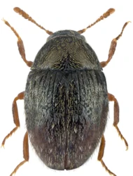 Simplocaria (Simplocaria) semistriata (Fabricius, 1794)