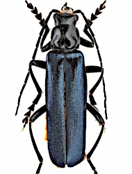 Ancistronycha abdominalis (Fabricius, 1798)