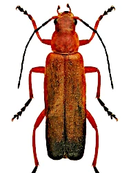 Ancistronycha erichsonii erichsonii (Bach, 1852)