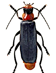Ancistronycha occipitalis (Rosenhauer, 1847)