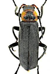 Cantharis (Cantharis) annularis (Ménétriés, 1836)
