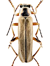 Cantharis (Cantharis) decipiens (Baudi di Selve, 1872)
