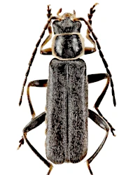Cantharis (Cyrtomoptila) fibulata (Mârkel, 1852)