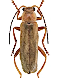 Cantharis (Cantharis) figurata (Mannerheim, 1843)
