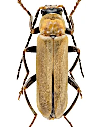 Cantharis (Cantharis) kervillei (Pie, 1932)
