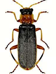 Cantharis (Cyrtomoptila) lateralis (Linnaeus, 1758)