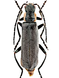 Cantharis (Cantharis) liburnica (Depoli, 1912)