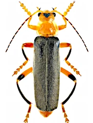 Cantharis (Cantharis) livida (Linnaeus, 1758)