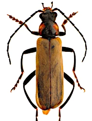 Cantharis (Cantharis) montana (Stierlin, 1889)