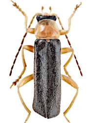 Cantharis (Cantharis) nigra (DeGeer, 1774)