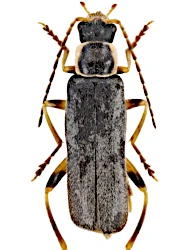 Cantharis (Cyrtomoptila) pagana (Rosenhauer, 1847)