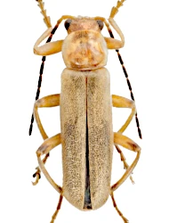 Cantharis (Cantharis) pallida (Goeze, 1777)