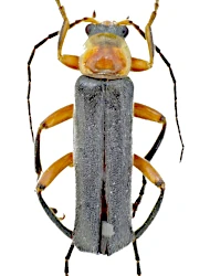 Cantharis (Cantharis) pellucida (Fabricius, 1792)