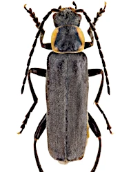Cantharis (Cantharis) pulicaria (Fabricius, 1781)