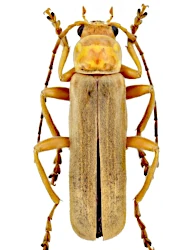 Cantharis (Cantharis) rufa (Linnaeus, 1758)