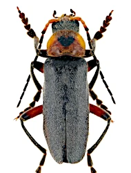 Cantharis (Cantharis) rustica (Fallen, 1807)