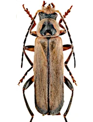 Cantharis (Cantharis) terminata (Faldermann, 1835)