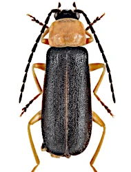 Cratosilis denticollis (Schummel, 1844)