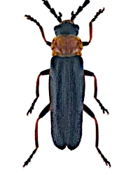 Crudosilis ruficollis (Fabricius, 1775)
