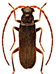 Macrocerus nigrinus (Schaufuss, 1866)