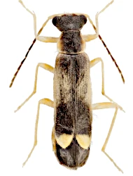 Malthinus (Malthinus) moravicus (Švihla, 1997)