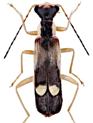 Malthinus (Malthinus) turcicus (Pic, 1899)