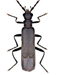 Malthodes (Malthodes) caudatus (J. Weise, 1892)