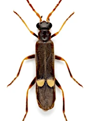 Malthodes (Malthodes) dispar (Germar, 1824)
