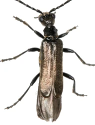 Malthodes (Malthodes) europaeus (Wittmer, 1970)