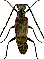 Malthodes (Malthodes) hexacanthus (Kiesenwetter, 1852)