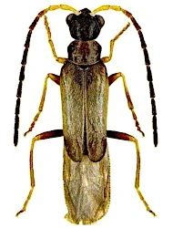 Malthodes (Malthodes) holdhausi (Kaszab, 1955)