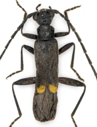 Malthodes (Malthodes) kahleni (Wittmer, 1982)