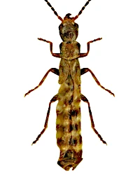 Malthodes (Malthodes) lobatus (Kiesenwetter, 1852)