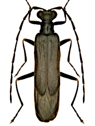Malthodes (Malthodes) lucernensis (Wittmer, 1981)