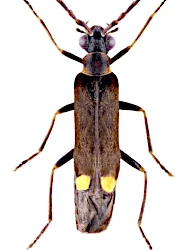 Malthodes (Malthodes) marginatus (Latreille, 1806)