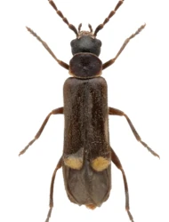 Malthodes (Malthodes) mysticus mysticus (Kiesenwetter, 1852)